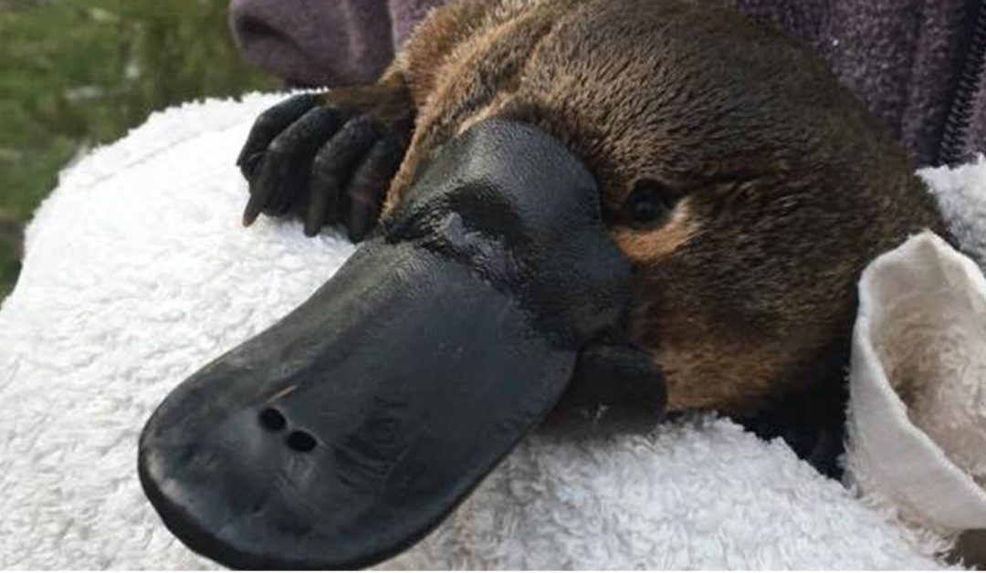 The Platypus is Under Serious Threat, and Scientists are Calling for National Action