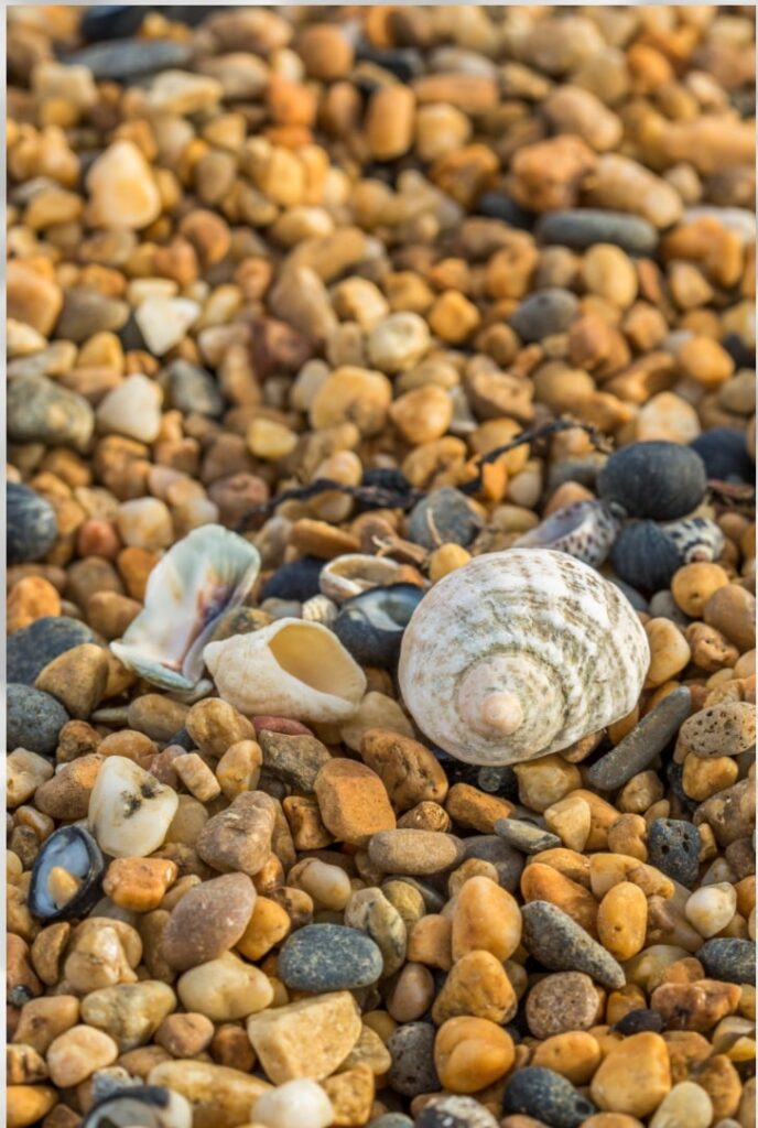 seashells amongst pebbles on the beach