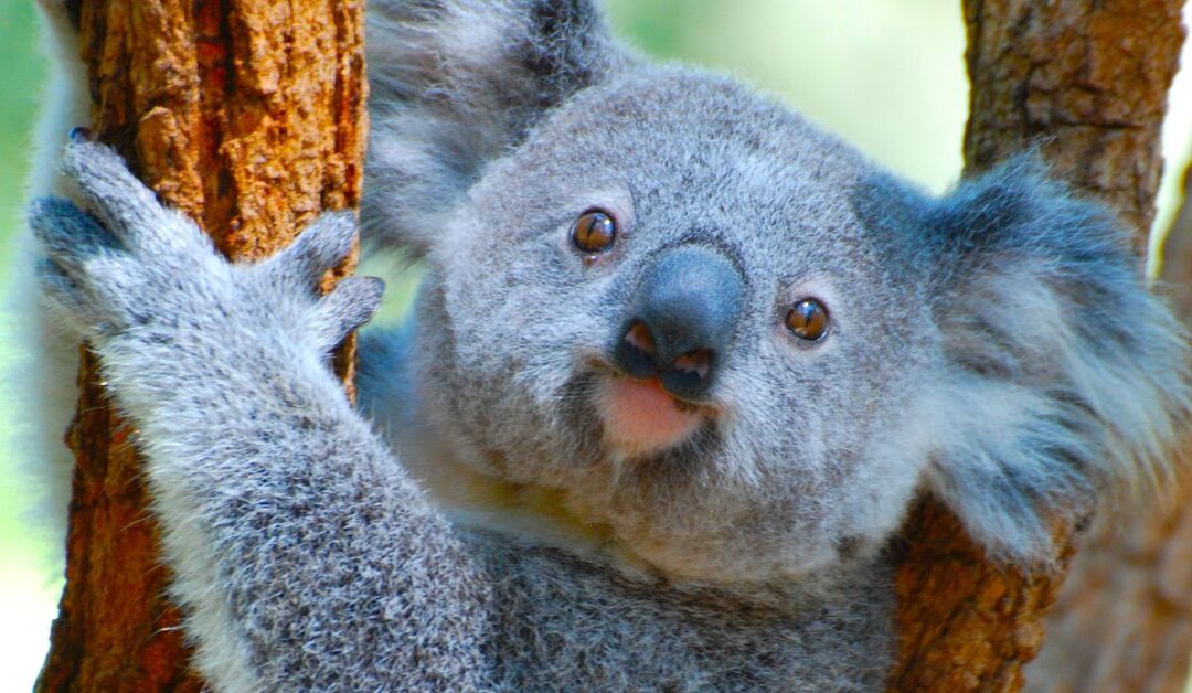 “Koalas Are in Trouble” But You Can Help Protect Them